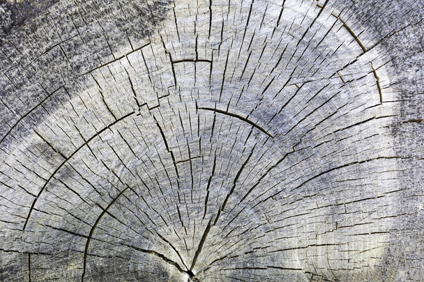 Bovenste weergave van boom logboek - Foto, afbeelding