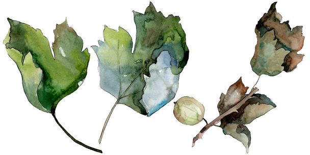 Uva spina cibo sano in uno stile acquerello isolato. Set sfondo acquerello. Elemento isolante di illustrazione bacca
. - Foto, immagini