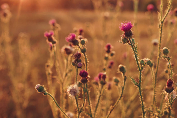 Delikatne naturalne kwiatowe tło w zabytkowych kolorach z miękkim naciskiem. Piękna letnia łąka z kwitnącą koniczyna trawy w promieniach zachodu słońca wiosną, makro, inspiracja natury. - Zdjęcie, obraz