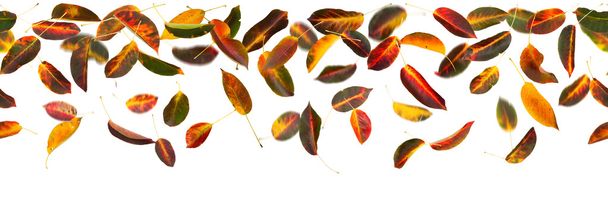 Seamless autumn leaves - Foto, Imagem