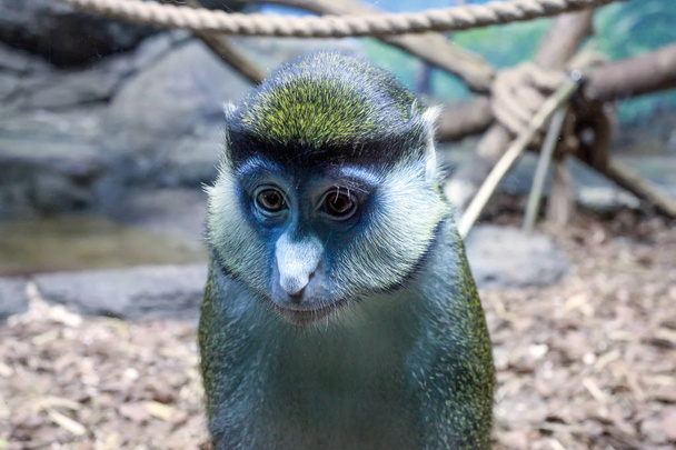 Cercopithecus ascanius monkey or Red tailed Guenon monkey  - Fotografie, Obrázek