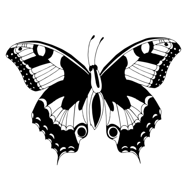 borboleta preta e branca - Vetor, Imagem