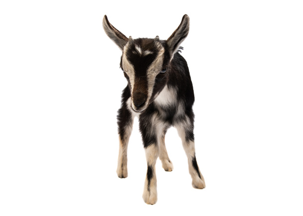 Маленькая изолированная коза
  - Фото, изображение