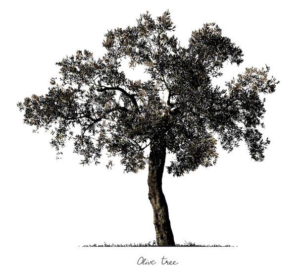 オリーブの木のシルエット. - ベクター画像
