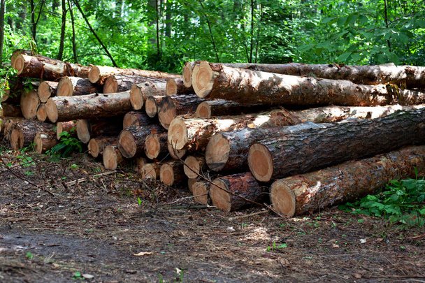 незаконный экспорт леса, вырубка лесов в заповеднике
 - Фото, изображение