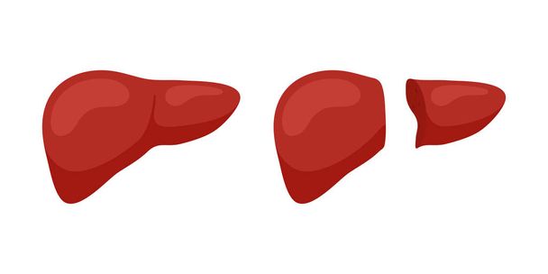 Living donor right lobe liver transplantation concept. Human exocrine gland organ transplant concept. Vector flat illustration - Vector, Image