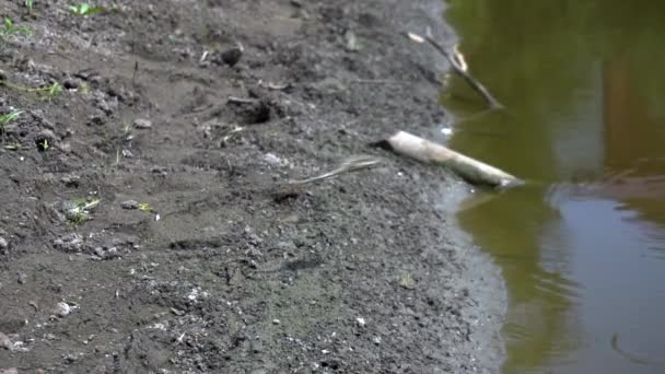 Grenouilles saute dans le marais vert. Au ralenti. grenouille sur la nature dans l'eau. concept animal sauvage
 - Séquence, vidéo