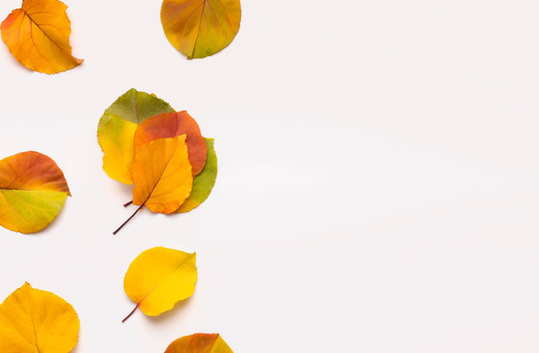 Cornice creativa di autunno colorato foglie cadute su bianco
 - Foto, immagini
