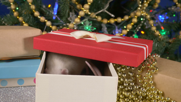 Una pequeña rata blanca se asoma de una caja de regalo sobre el fondo de un árbol de Navidad y regalos. símbolo animal de 2020 en el calendario chino
 - Imágenes, Vídeo