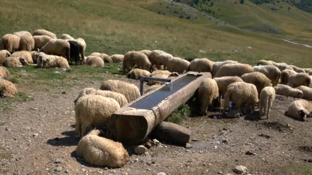 Sheep on the mountain rest at noon at the watering hole - Záběry, video