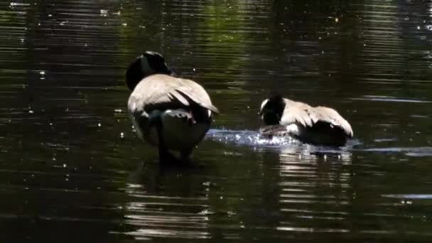 canadian geese splashing and bathing in a summer lake - Footage, Video