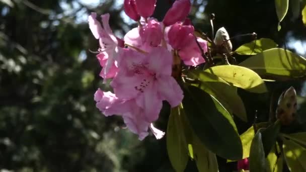 φωτεινό ροζ ροδόδεντρο που φυσάει στο αεράκι - Πλάνα, βίντεο