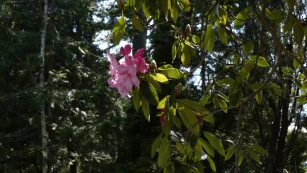 helder roze Rhododendron waait in de wind - Video