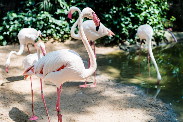 Flamencos rosas en el lago. El concepto de animales en el zoológico de Tailandia
 - Foto, imagen