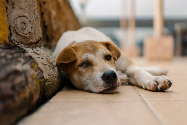 Portrait of a dog lying down and resting. - Zdjęcie, obraz