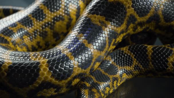 Videó a légzés sárga anaconda, bőrminta - Felvétel, videó