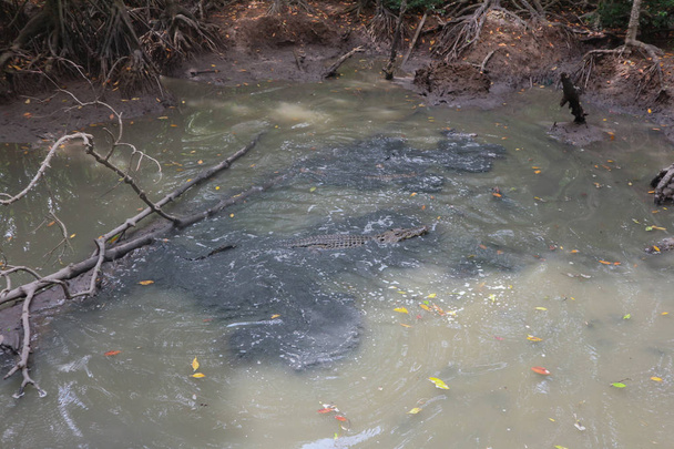 カンジオ島のマングローブ沼の大型ワニ, ベトナム - 写真・画像