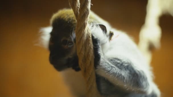 monkey breed Coats - Footage, Video