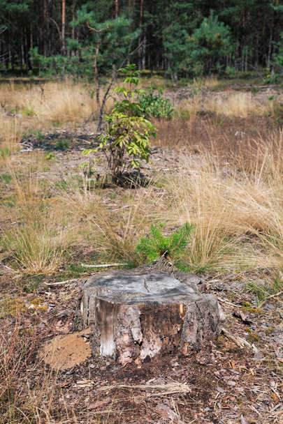 Tronco de bosques en bosques de deforestación. Árboles borrosos detrás, degradación de la naturaleza del bosque seco, control del medio ambiente. orientación vertical
. - Foto, imagen