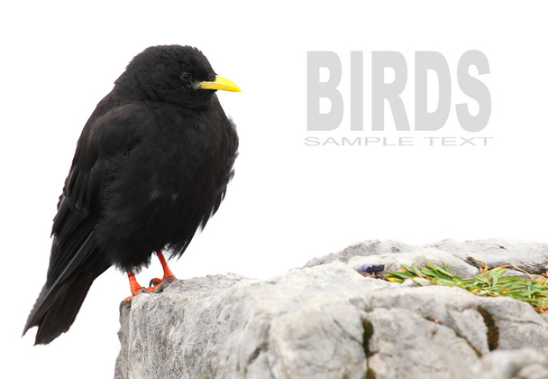 The Alpine Chough or Yellow-billed Chough - Photo, Image