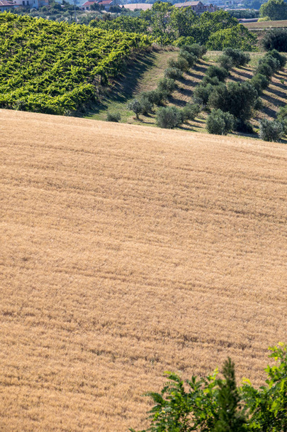 Vista panorámica de olivares, viñedos y granjas en colinas de Abruzos. Italia
 - Foto, imagen