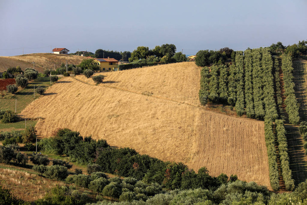 Vista panorámica de olivares y granjas en colinas de Abruzos
  - Foto, Imagen