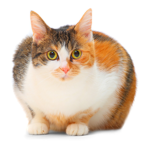 fet fläckig katt på en vit bakgrund - Fotografie, Obrázek