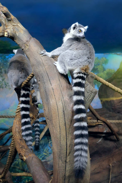 The ring-tailed lemurs (Lemur catta) sitting on logs. Zoo - Zdjęcie, obraz