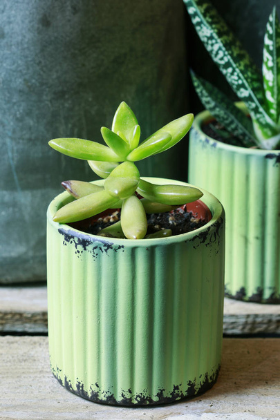 Succulent plants in green pot.  - Φωτογραφία, εικόνα