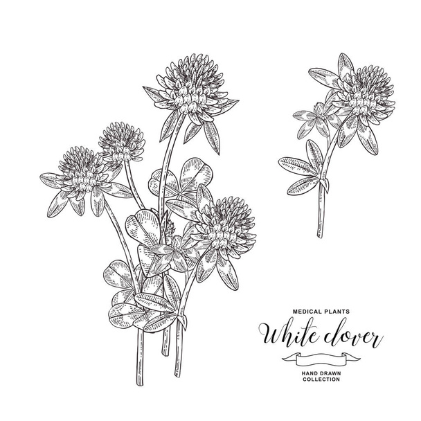 White clover plant. Hand drawn flowers and leaves of clover. Medical hebs collection. Vector illustration botanical. Vintage engraving. - Vector, Image