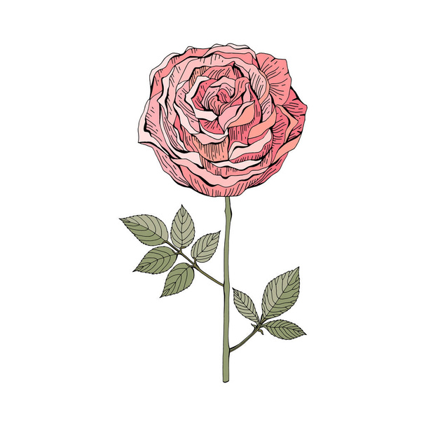 Pink, red rose on white background. Botanical illustration. Vector isolated object. Vintage style. - Vektor, kép