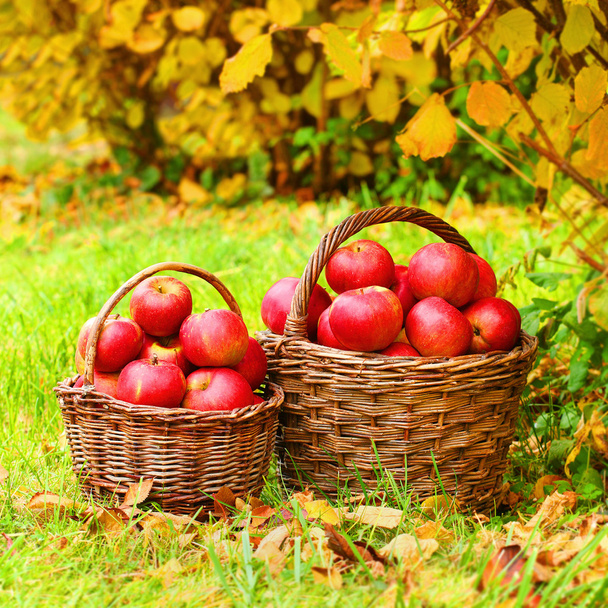 tuoreet kypsät omenat korissa - Valokuva, kuva