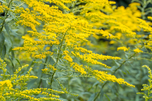 Solidago canadensis Canada goldenrod yellow flowers  - Photo, Image