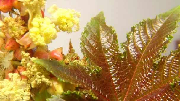 Roślina rycynowy z kwiatem i liściem - Materiał filmowy, wideo
