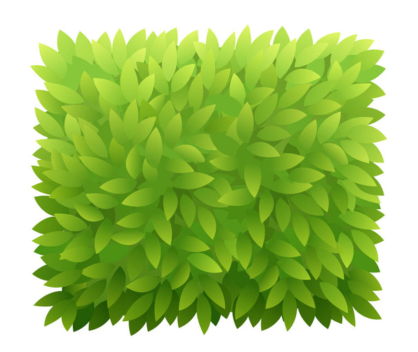 Square foliage bush of green leaves. Green leaves tea or tree texture. Thick thickets shrubs. For spring and summer design. Banner vector illustration. - Vector, afbeelding