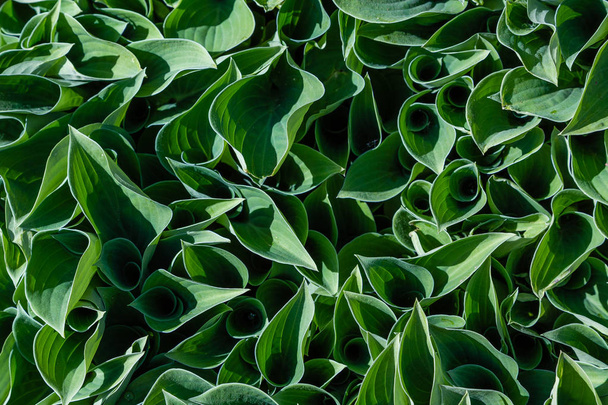 Cespuglio verde Hosta. Hosta se ne va. Hosta - una pianta ornamentale per la progettazione di giardini e parchi
  - Foto, immagini