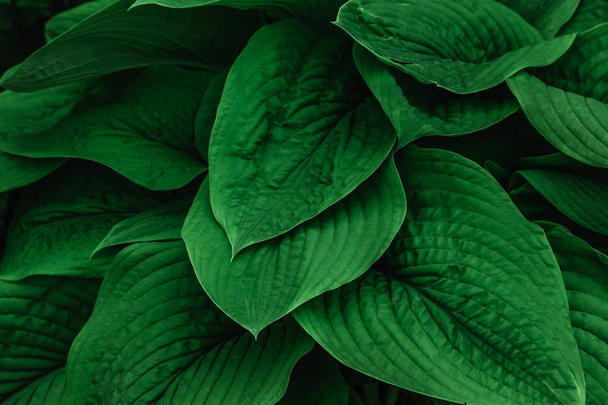 Zelený keř hosta. Hosta listí. Hosta-okrasná rostlina pro zahradní Park a zahradní Design  - Fotografie, Obrázek