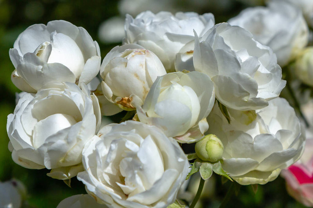 Beautiful toned roses close up. Nature background - Photo, Image