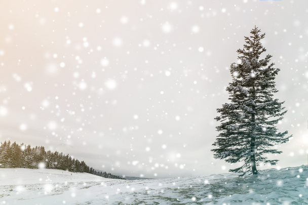 Téli táj. Magas fenyőfa csak a hegy lejtőjén a hideg - Fotó, kép