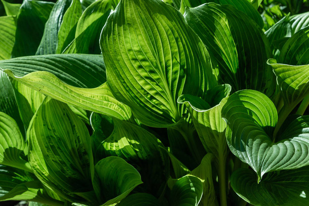 Zöld bokor hosta. Hosta levelek. Hosta-Dísznövény Tereprendezési Parkhoz és kerttervezéshez  - Fotó, kép