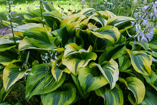 Arbusto verde Hosta. Hosta se va. Hosta - una planta ornamental para el diseño de jardines y jardines
  - Foto, Imagen