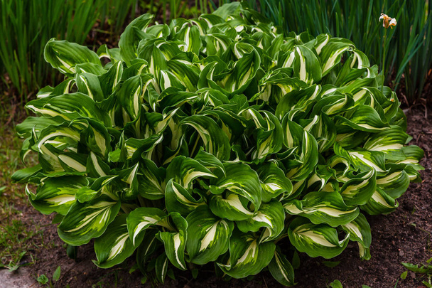 Green Bush Hosta. Hosta Leaves. Hosta-een sierplant voor landschapsarchitectuur Park en tuinontwerp  - Foto, afbeelding