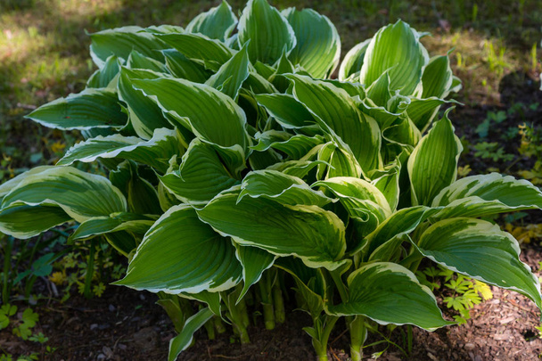 Green Bush Hosta. Hosta Leaves. Hosta-een sierplant voor landschapsarchitectuur Park en tuinontwerp  - Foto, afbeelding