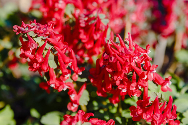 Hollowroot, Corydalis cava. Corydalis cava, corydalis yakın çekim kırmızı bahar çiçekleri. Erken ilkbaharda ormanda kırmızı corydalis çiçekleri - Fotoğraf, Görsel
