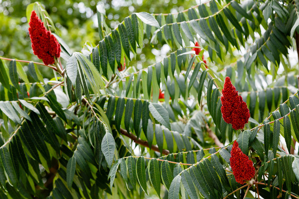 rhus coriaria, allgemein als sizilianischer Sumach, Gerbersumach oder Ulmenblättriger Sumach bezeichnet. rote Blumen des Essigbaums - Foto, Bild