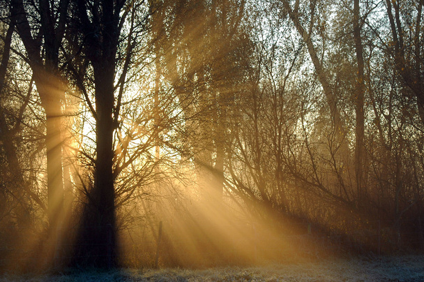 Paprsky světla proudí mezi stromy - Fotografie, Obrázek