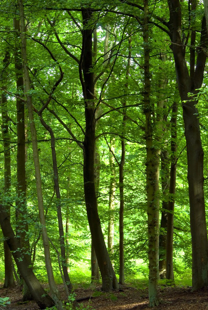 yoğun yeşil orman - Fotoğraf, Görsel