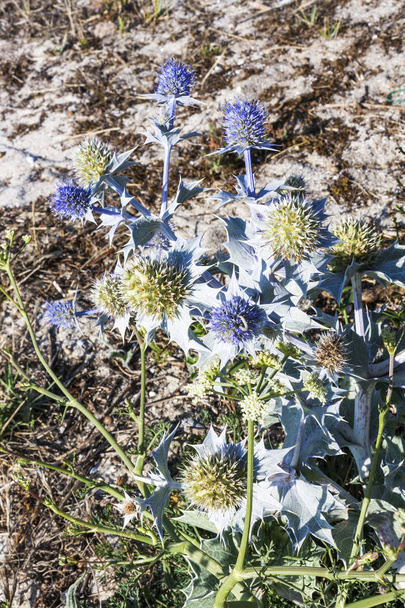 Ελαιόπρινος θάλασσας ή παραθαλάσσια eringo λουλούδι - Φωτογραφία, εικόνα