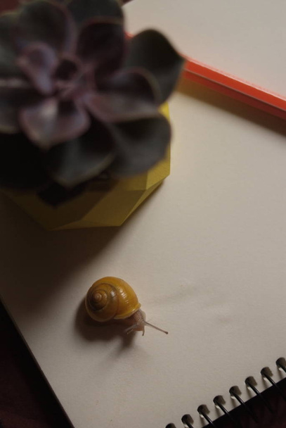Suculentas em vaso de concreto amarelo na mesa com pouco snail nea
 - Foto, Imagem