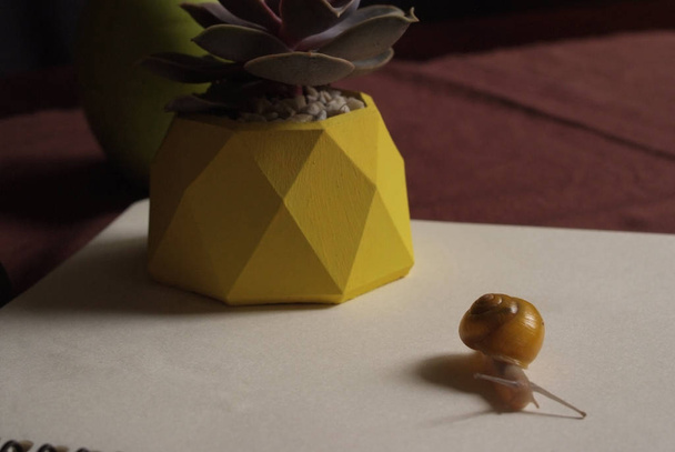 Suculentas em vaso de concreto amarelo na mesa com caracol pequeno perto de maçã e caderno. Macro close up
 - Foto, Imagem